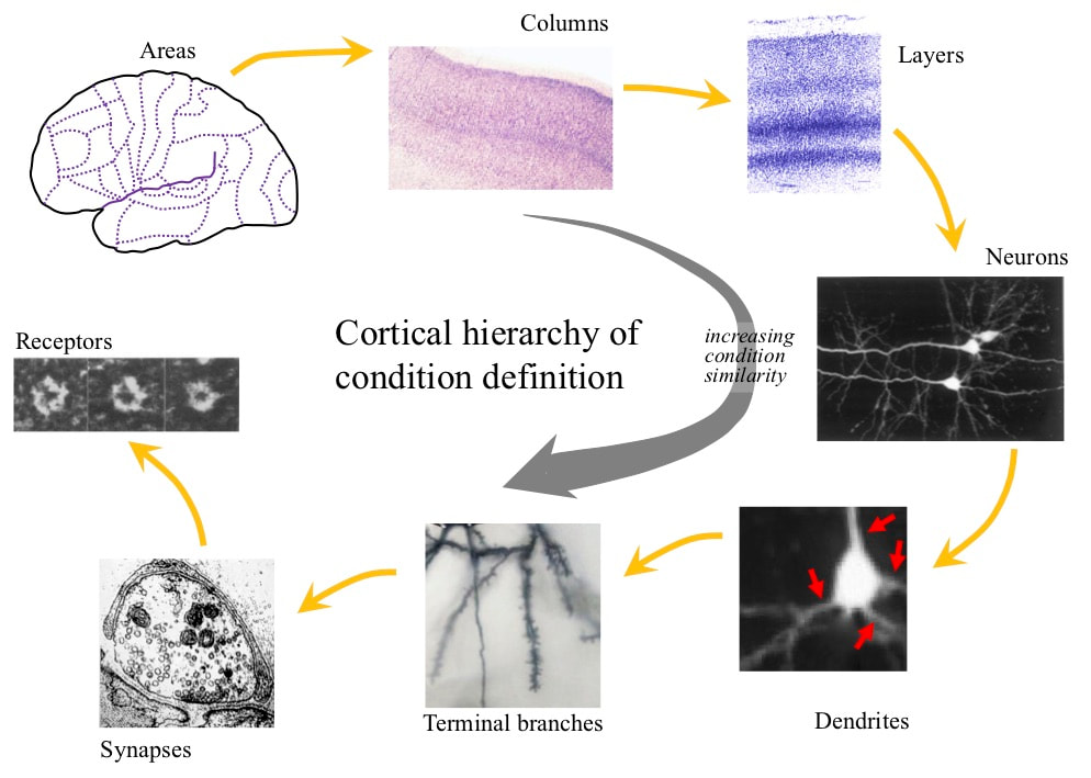 Hierarchy of condition detection by the cortex