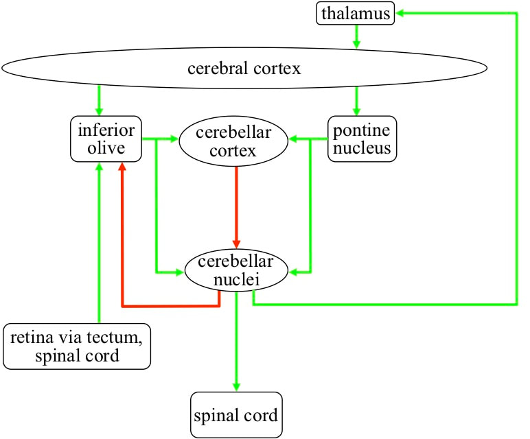 Anatomical structures and connectivity of the Cerebellar System