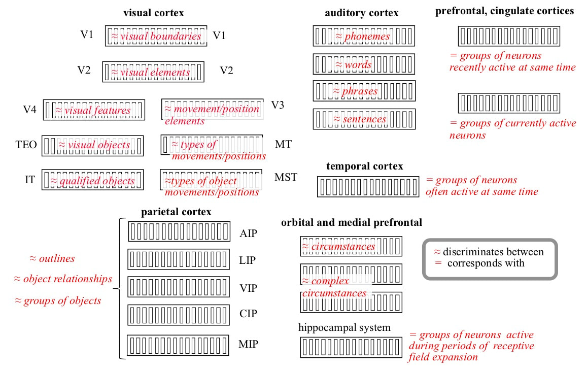 Information roles of cortical areas