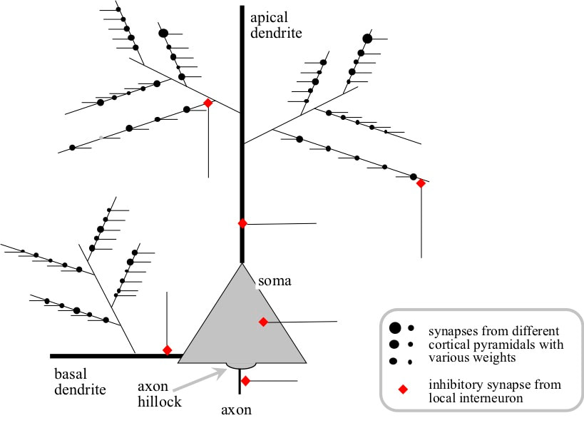 Inputs to a pyramidal neuron from other pyramidal neurons and from inhibitory interneurons targeting specific locations