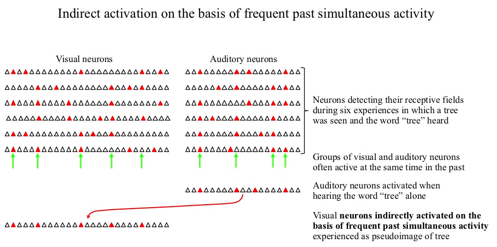Semantic memory: indirect activation of neurons on the basis of frequent past simultaneous activity