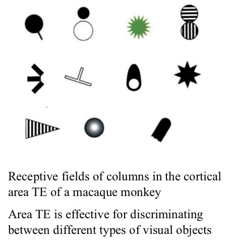 Receptive fields effective for discriminating between types of visual objects